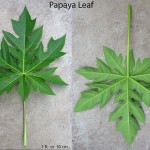 Photo of papaya leaf having 1 foot or 30 cm across in diameter.