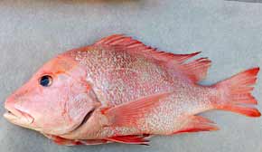 Snapper fish Red Emperor raw