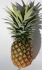 Pineapple raw fruit and extra sweet flavour