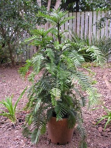 Wollemi Pine scientific name Wollemia nobilis