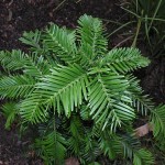 Wollemi pine foliage in detail.