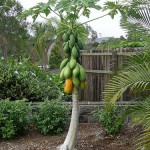 Pawpaw - papaya for health - papaya tree leaves and green pawpaws.