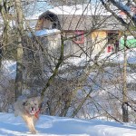 Dog Edie Brickell in traditional oven story.