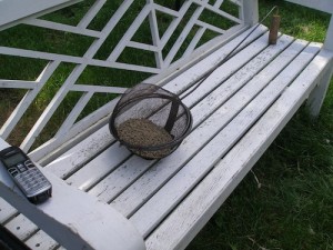 Green coffee ready to roast.