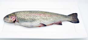 Rainbow trout fish, caught wild, whole raw natural trout.