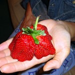 Three strawberries forming one single fruit.