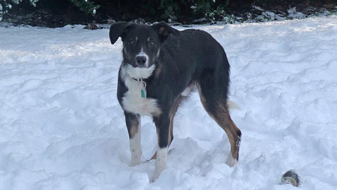 Our dog loves snow