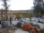 Grape vines next to brick oven